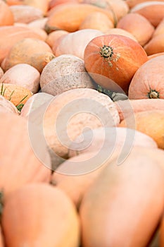 Jumbo pink banana winter squash background for thanksgiving and