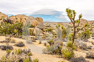 Jumbo Rocks formation in the Joshua Tree N.P.