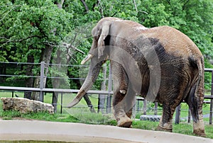 Jumbo Sized Elephant