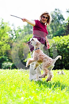 Jumiping dog on green grass