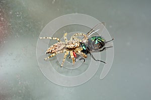 Jumoing spider eating a fly