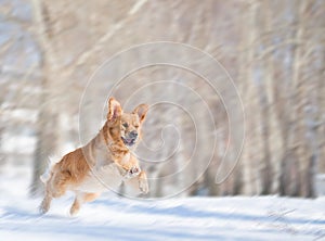 Jump of golden retriever dog with motion blur