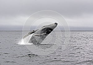 Jump of a humpback whale