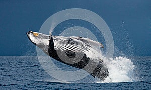 Jump humpback whale.