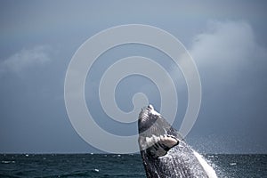 Jump of humpback whale