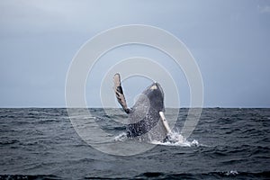 Jump of humpback whale