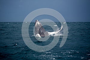 Jump of humpback whale