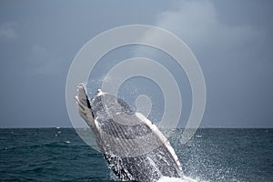 Jump of humpback whale