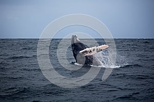 Jump of humpback whale