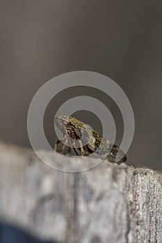 Jump insect on old tree