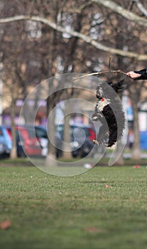 Jump / Little Puppy Playing in the Park