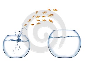 Jump of shoal of fish