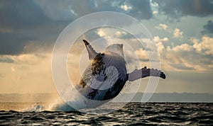 Jump into the sky. Jump humpback whale.