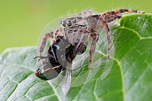 A jump Spider