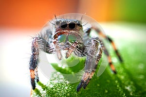 Jump spider, jumping spider phidippus regius animal arachnid group of spiders that constitute the family Salticidae Hyllus.