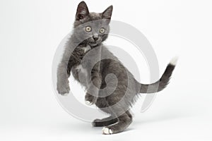 Jumped Playful Gray Kitty on White photo