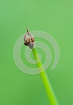 Jumper spider on green leaf