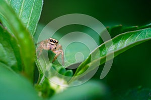 Jumper spider on green leaf