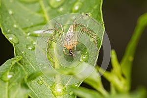 Jumper spider on green leaf with water drop