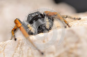 Jumper spider, Red jumper spider