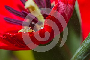 Jumper spider on tulip flower