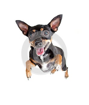 Jumpimg flying toy terrier dog or top view