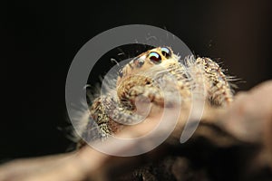 Jumpin Spider close up Detail animal small