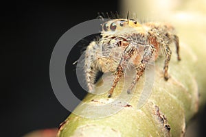 Jumpin Spider close up Detail animal small