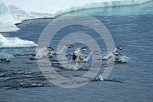 Jumping Adelie penguins