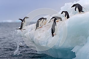 Jumping penguin. An Adelie (AdÃÂ©lie) penguin jumps on to an iceberg.