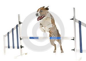 Jumping american staffordshire terrier