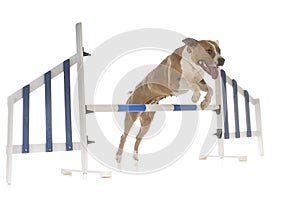 Jumping american staffordshire terrier