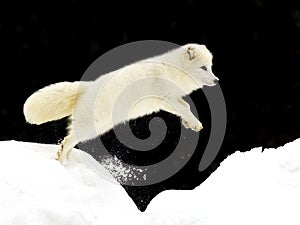 Jumping Arctic Fox
