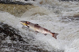 Jumping Atlantic Salmon