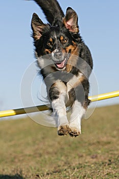 Jumping Aussie