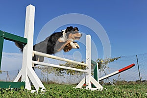 Jumping australian shepherd