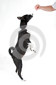 Jumping Basenji Dog
