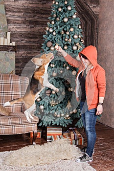 Jumping beagle dog with it`s female owner near New Year tree