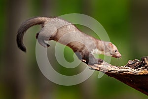 Jumping beech marten, small opportunistic predator, nature habitat. Stone marten, Martes foina, in typical european forest