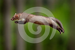 Jumping beech marten, small opportunistic predator, nature habitat. Stone marten, Martes foina, in typical european forest