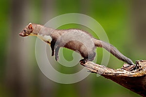 Jumping beech marten, small opportunistic predator, nature habitat. Stone marten, Martes foina, in typical european forest