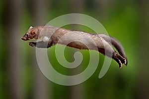 Jumping beech marten, small opportunistic predator, nature habitat. Stone marten, Martes foina, in typical european forest photo