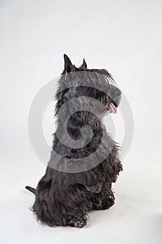 Jumping begging Scottish Terrier on white background