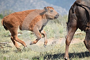 Jumping Bison buffalo calf