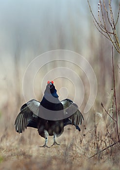 Jumping Black Grouse