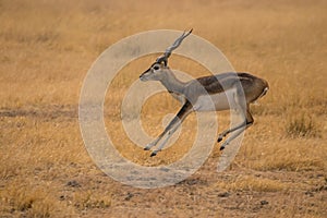 Jumping blackbuck, Indian Antelope
