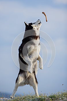 Jumping blue-eyed Funny Siberian Husky Dog open mouth Catching treat, Against the background of the sky and mountains. A dog catch