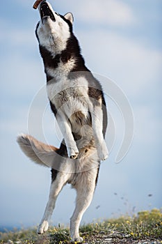 Jumping blue-eyed Funny Siberian Husky Dog open mouth Catching treat, Against the background of the sky and mountains. A dog catch