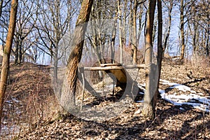 Skákací prkno pro sjezdová kola do lesa.