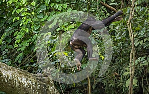 Jumping Bonobos (Pan Paniscus) on a tree branch. Green natural jungle background.